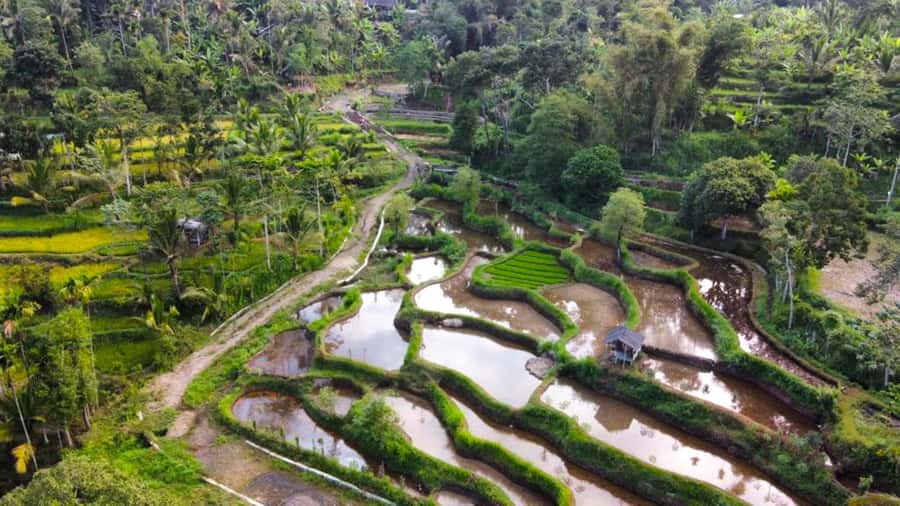 Exclusive Tetebatu: Waterfall, Rice Fields, Monkey & Weaving - Key points at a glance