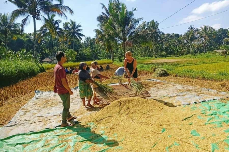 Exclusive Tetebatu: Waterfall, Rice Fields, Monkey & Weaving - Black macaques in Tetebatu Monkey Forest