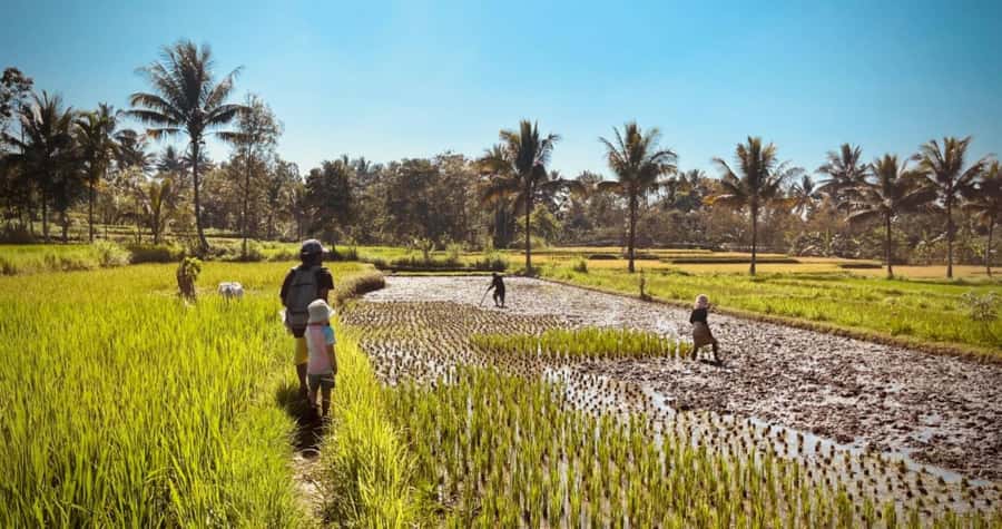 Exclusive Tetebatu: Waterfall, Rice Fields, Monkey & Weaving - Sukarara Village and the meaning of handwoven cloth
