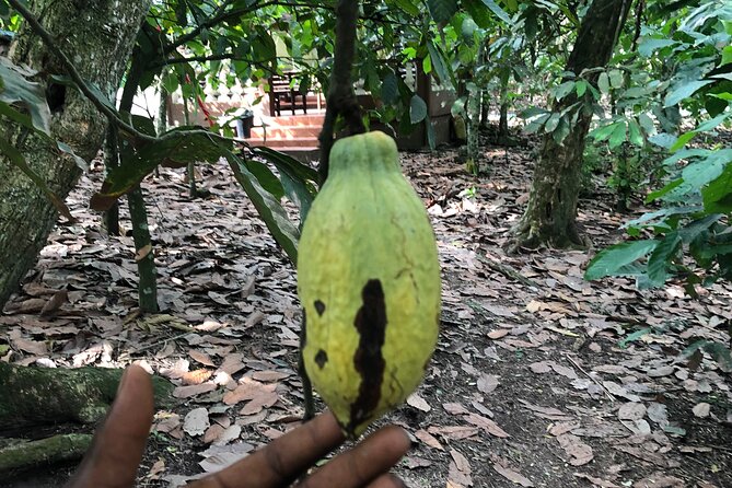 Experience Boti Waterfalls, Aburi Botanical Gardens & Tetteh Quarshie Cocoa Farm - Guide service and the private-tour advantage