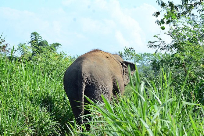 Experience Elephant Sanctuary + Sticky Waterfall - A practical start from Chiang Mai at 8:00 am