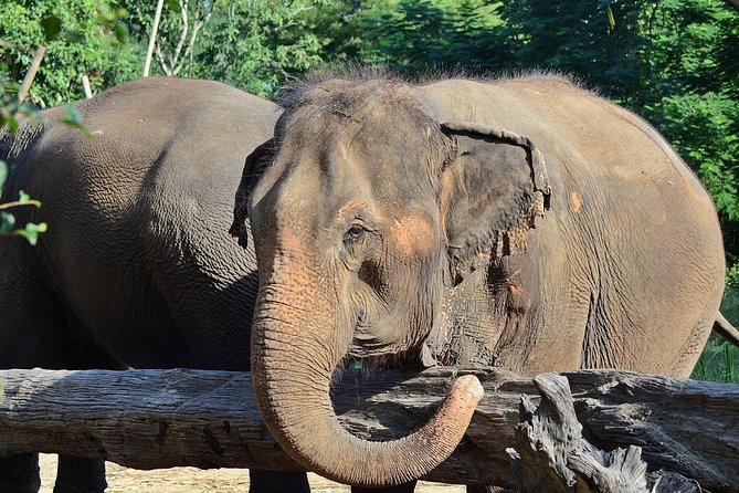 Experience Elephant Sanctuary + Sticky Waterfall - Why the private format is worth considering