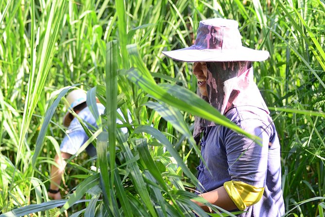 Experience Elephant Sanctuary + Sticky Waterfall - Preparing elephant food by hand
