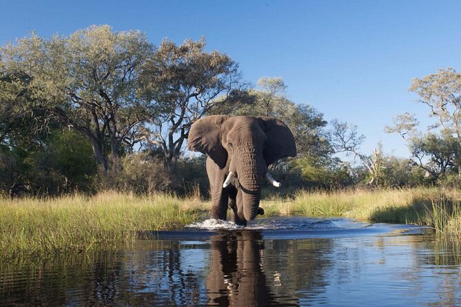 Explore Chobe National Park With a Day Trip from Victoria Falls - Lunch, drinks, and the switch to land