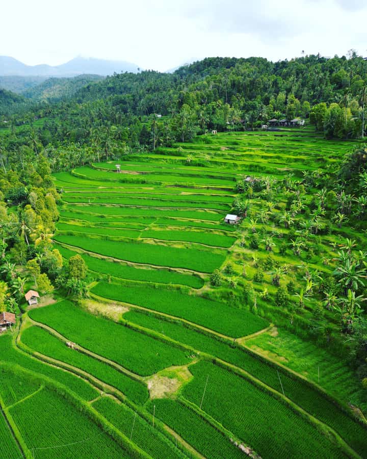 Explore rice terraces munduk & waterfall trekking experience - Key points at a glance