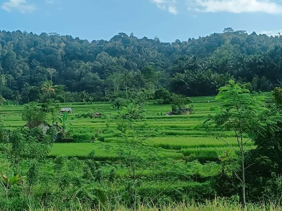 Explore rice terraces munduk & waterfall trekking experience - Why Munduk makes a good North Bali outing