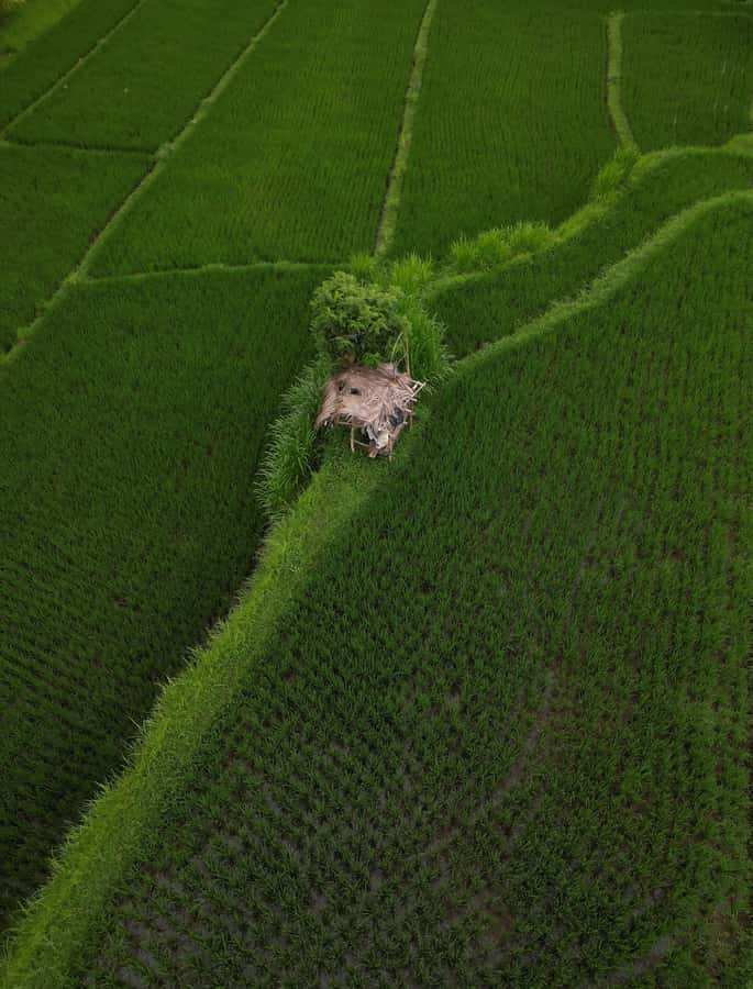 Explore rice terraces munduk & waterfall trekking experience - The waterfall finish
