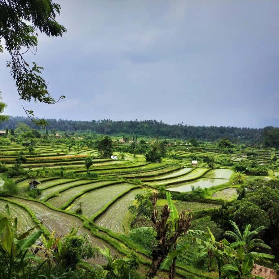 Explore rice terraces munduk & waterfall trekking experience - What the $32 price really covers