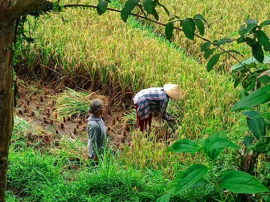 Explore rice terraces munduk & waterfall trekking experience - Leaving Celukan Bawang Port for the hills