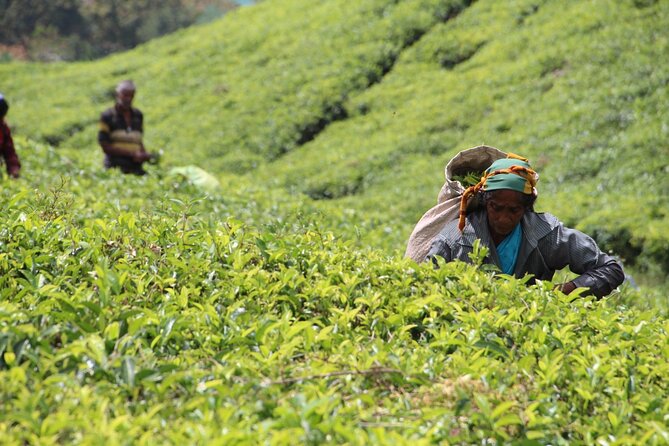 Explore the best of Ella. Hiking, waterfalls and cultural tour - Tea fields and the story behind Ceylon tea