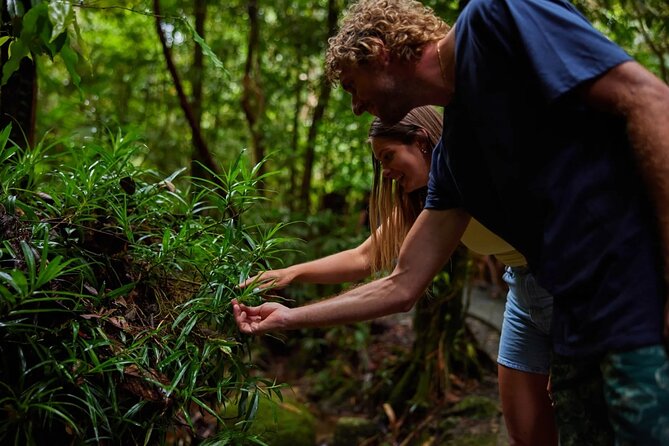 Explorer Tour by Cairns Waterfalls - Crystal Cascades: the first real rainforest break