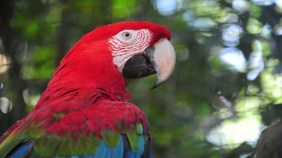 Foz do Iguaçu: Brazilian Side of the Falls + Bird Park - Who should book this outing?