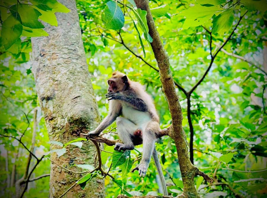 From Bali: Saraswati Temple, Monkey Forest, Ubud Waterfalls - Transport, timing, and group choices