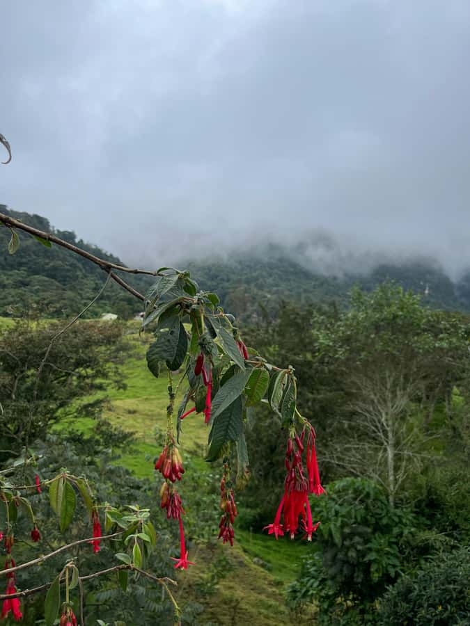 FROM BOGOTA: Tour to La Chorrera, Colombia's highest waterfall. - Following the three-hour forest hike