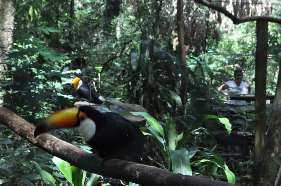 From Buenos Aires: 3-Day Iguazu Falls Tour with Airfare - The Brazilian side: the best first wide view