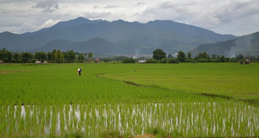 From Chiang Mai: Mae Taeng Valley and Waterfalls Cycle Tour - A generous Thai lunch in a tropical garden