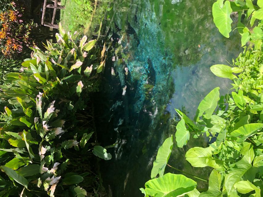 From Chiang Mai: Temples, Sticky Waterfall, and Orchid Farm - Climbing Bua Tong Sticky Waterfall