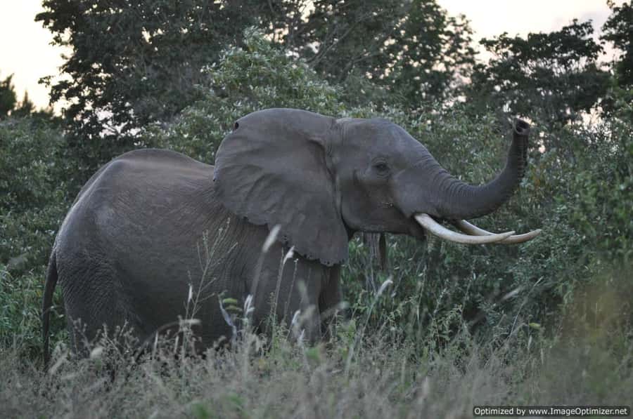 From Diani: Full Day Shimba hills tour with Sheldrick Falls - Sheldrick Falls and the question of swimming