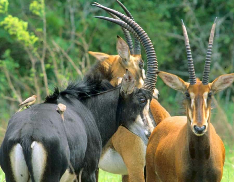 From Diani: Full Day Shimba hills tour with Sheldrick Falls - Lunch at Shimba Green Lodge