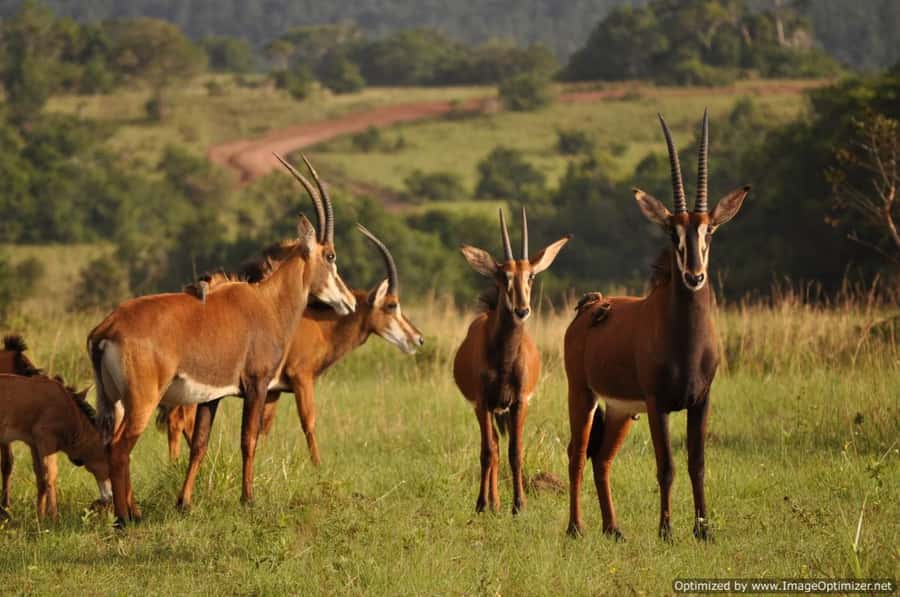 From Diani: Full Day Shimba hills tour with Sheldrick Falls - The return to Diani and the real timing