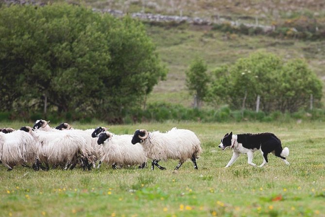 From Dublin: Wicklow, Glendalough, Waterfall & Sheepdog demo - What the $60.47 price really buys you