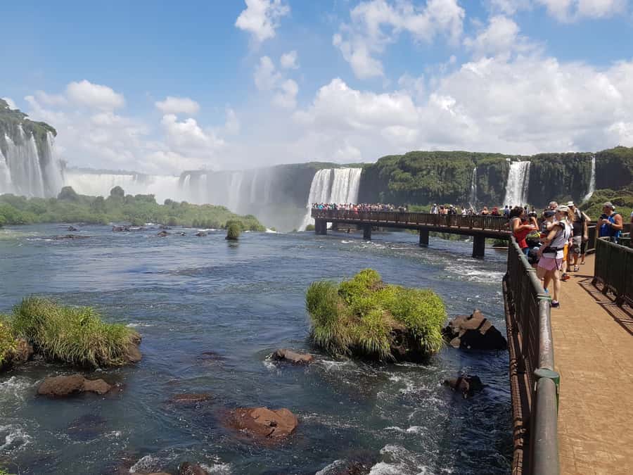 From Foz do Iguaçu: Brazilian Falls and Bird Park Tour - Through Iguaçu National Park’s thick forest