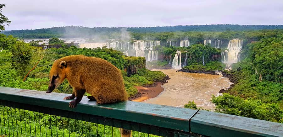 From Foz do Iguazu: Brazil Iguazu Falls & Macuco Safari Boat - Why this Brazilian-side day works so well