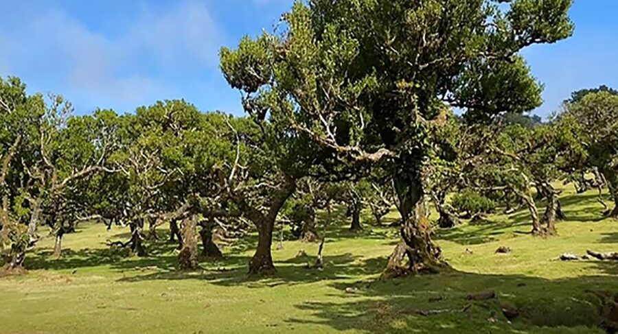 From Funchal: West Madeira Waterfalls and Fanal Forest Tour - Transport, pickup, and practical comfort