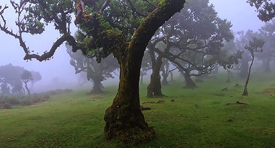 From Funchal: West Madeira Waterfalls and Fanal Forest Tour - Why this west Madeira tour is good value at $33