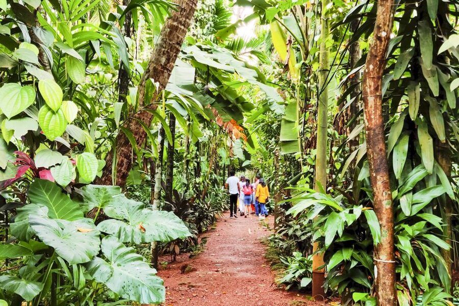 From Goa: Dudhsagar Waterfalls & Plantation Tour - A slower afternoon at the spice plantation