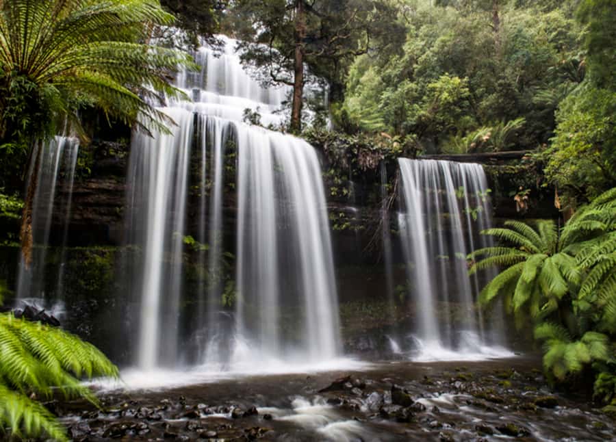 From Hobart: Mt. Field National Park and Russell Falls - Feeding trout and salmon at Salmon Ponds