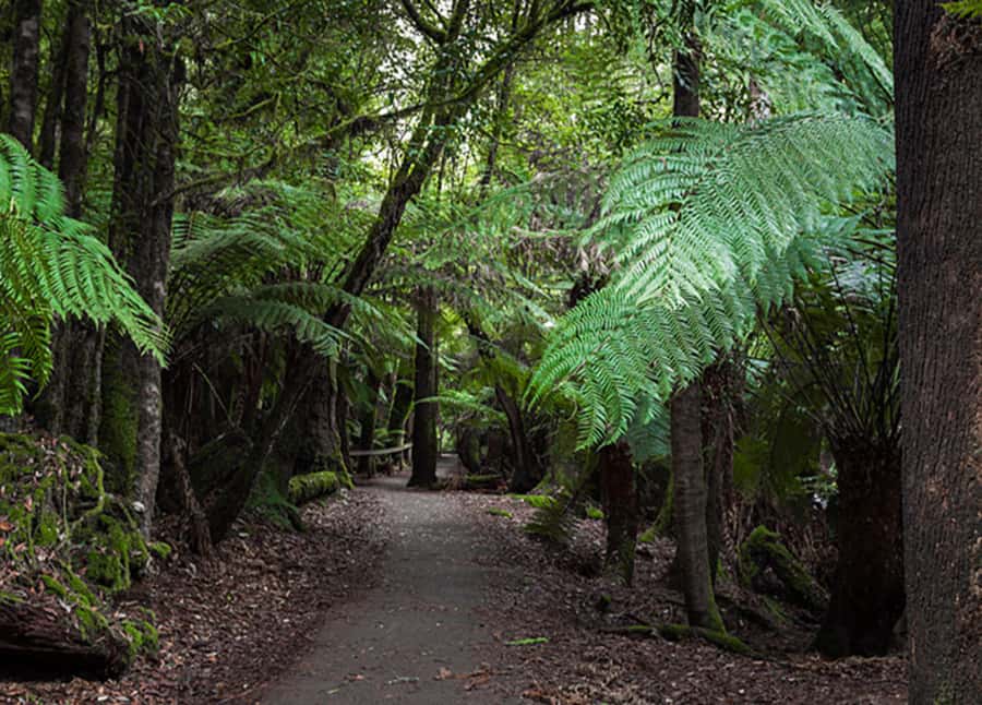 From Hobart: Mt. Field National Park and Russell Falls - The Tall Trees Walk and giant eucalyptus trees