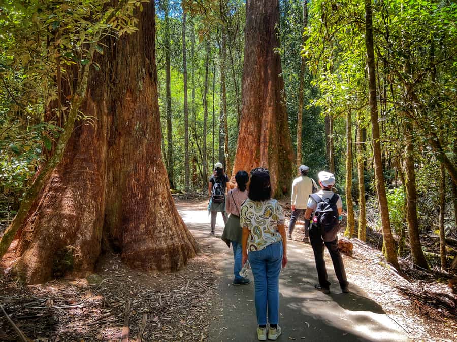 From Hobart: Mt. Field National Park and Russell Falls - Russell Falls, the tour’s visual centerpiece