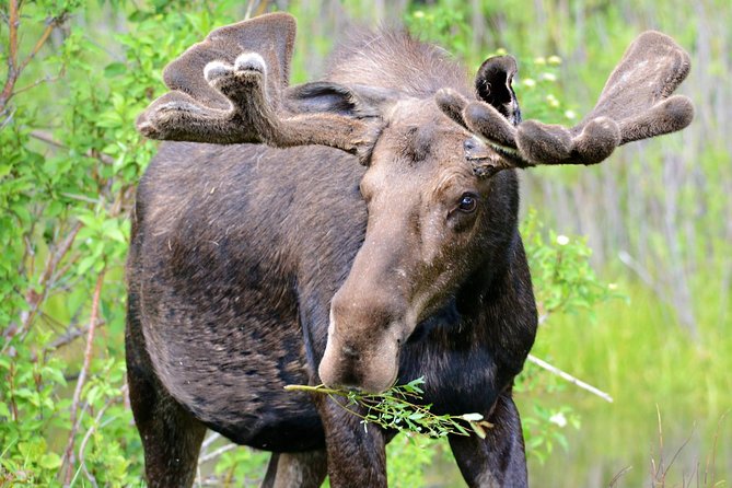 From Jackson Hole: Yellowstone Old Faithful, Waterfalls and Wildlife Day Tour - Hayden Valley, the best wildlife stretch
