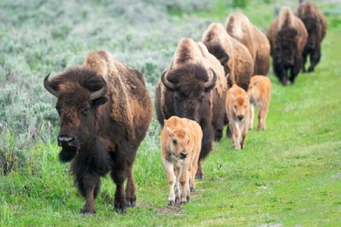 From Jackson Hole: Yellowstone Old Faithful, Waterfalls and Wildlife Day Tour - Lunch, snacks, and small comforts