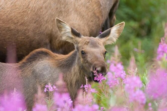 From Jackson Hole: Yellowstone Old Faithful, Waterfalls and Wildlife Day Tour - Old Faithful and the Old Faithful Inn
