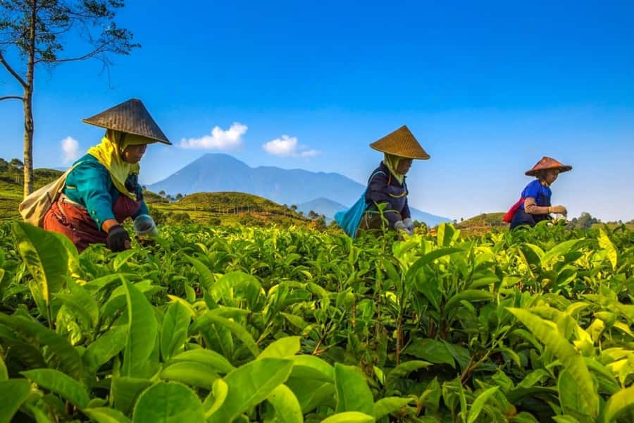 From Jakarta: Safari Park, Tea Plantation & Jaksa Waterfall - Puncak tea fields and the value of a good guide