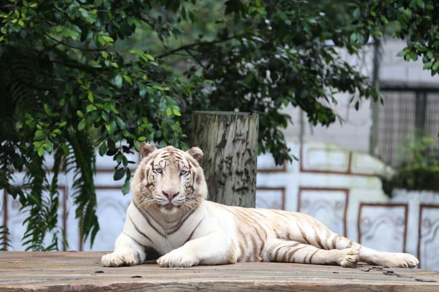 From Jakarta: Safari Park, Tea Plantation & Jaksa Waterfall - Traffic can make or break the day