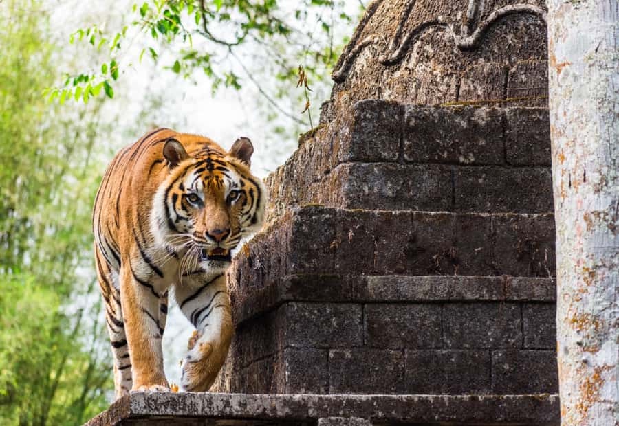 From Jakarta: Safari Park, Tea Plantation & Jaksa Waterfall - Taman Safari Bogor: the main event