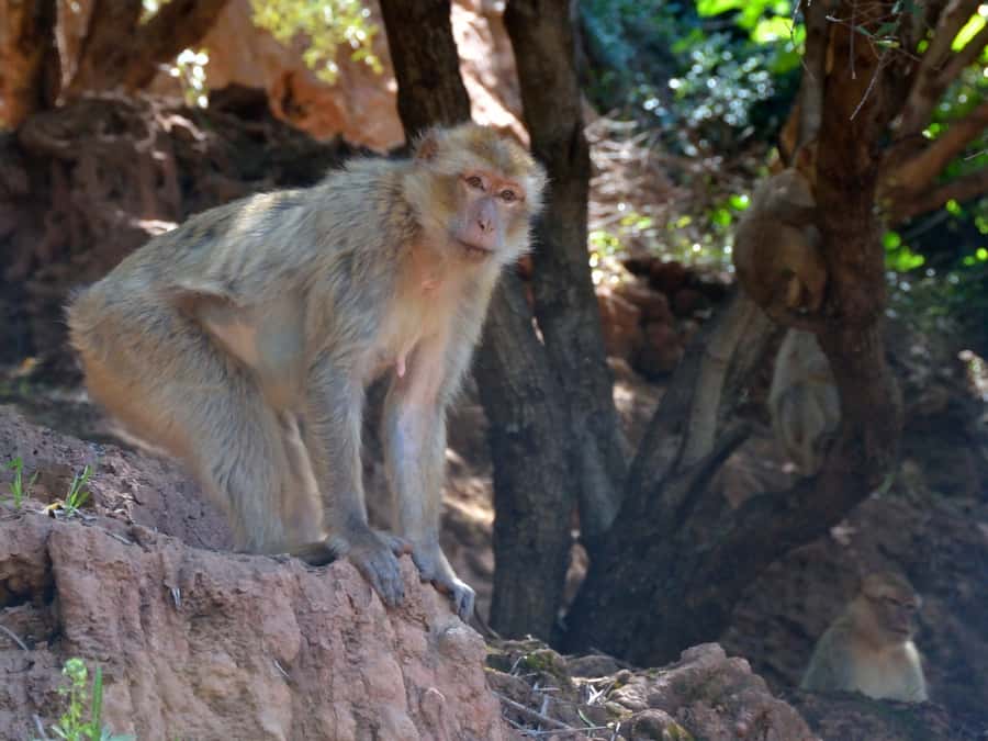 From Marrakech: A day Trip to Ouzoud waterfalls - The included boat ride below the cascade