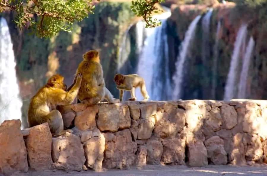 From Marrakech: Day Tour to Ouzoud Waterfalls - Key points to know before you book