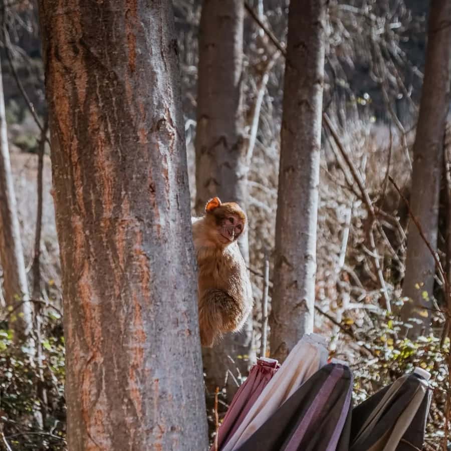 From Marrakech: Day Trip to Ourika Valley with Waterfalls - Walking to Setti Fatma Waterfalls
