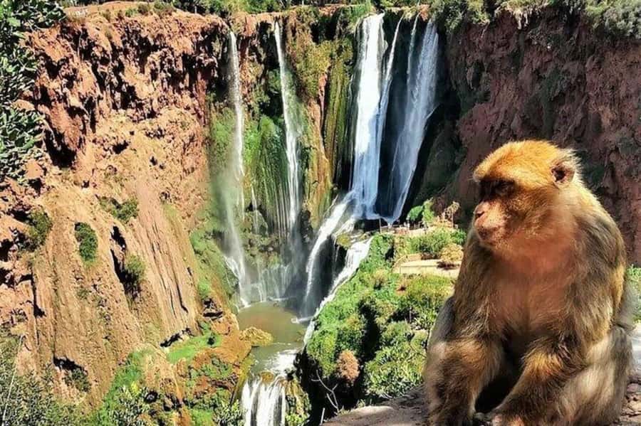 From Marrakech: Guided Ouzoud Waterfalls Tour with Boat Ride - Walking into the Ouzoud Waterfalls