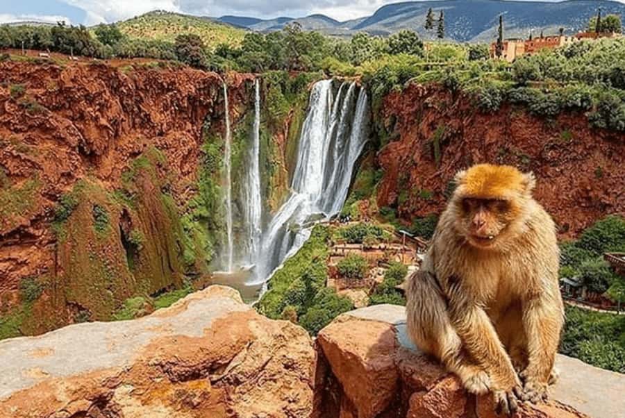 From Marrakech: Guided Ouzoud Waterfalls Tour with Boat Ride - The early pickup from Marrakech