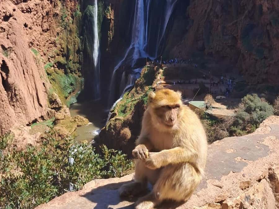 From Marrakech:Ouzoud Waterfalls Day Trip with Boat Tour - First Views of the 110-Meter Cascades