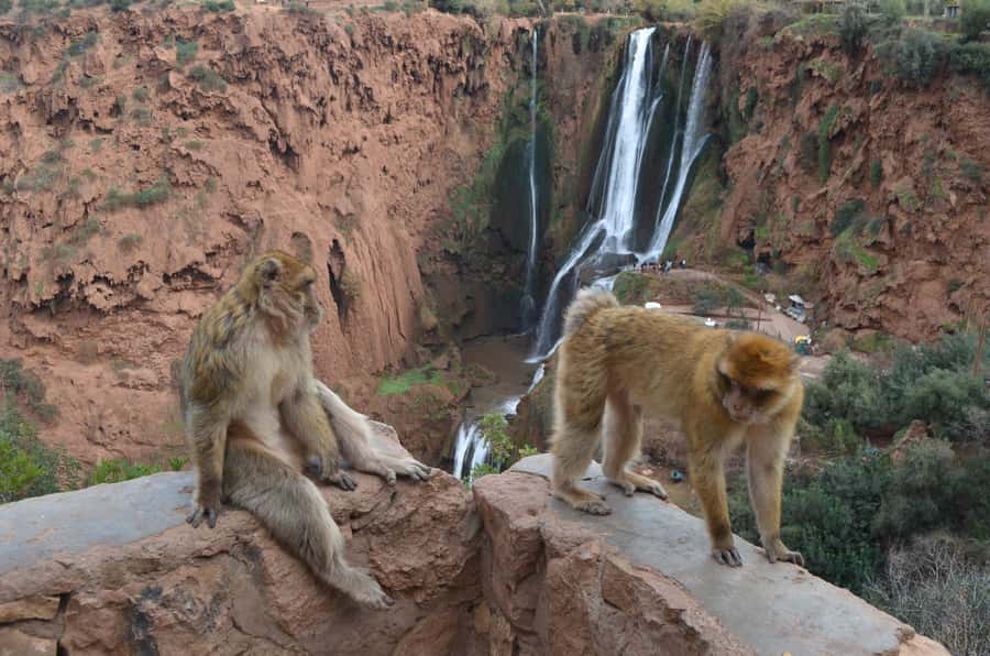 From Marrakech: Ouzoud Waterfalls Guided Hike and Boat Tour - Who should book this Ouzoud day trip?