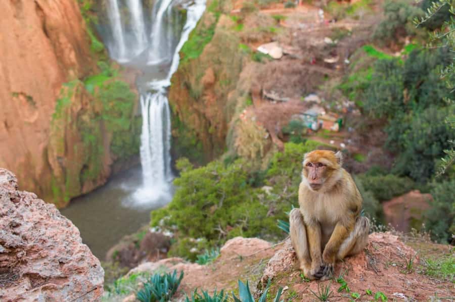 From Marrakech: Ouzoud Waterfalls Guided Hike and Boat Tour - Berber homes, argan oil, and the cultural side trip