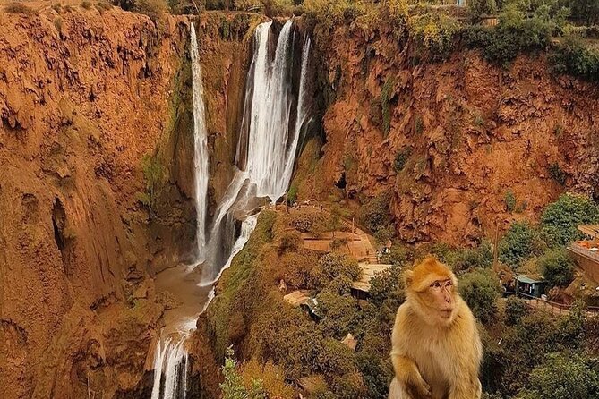 From Marrakech: Ouzoud Waterfalls Guided Hike and Boat Trip - Barbary macaques near the falls