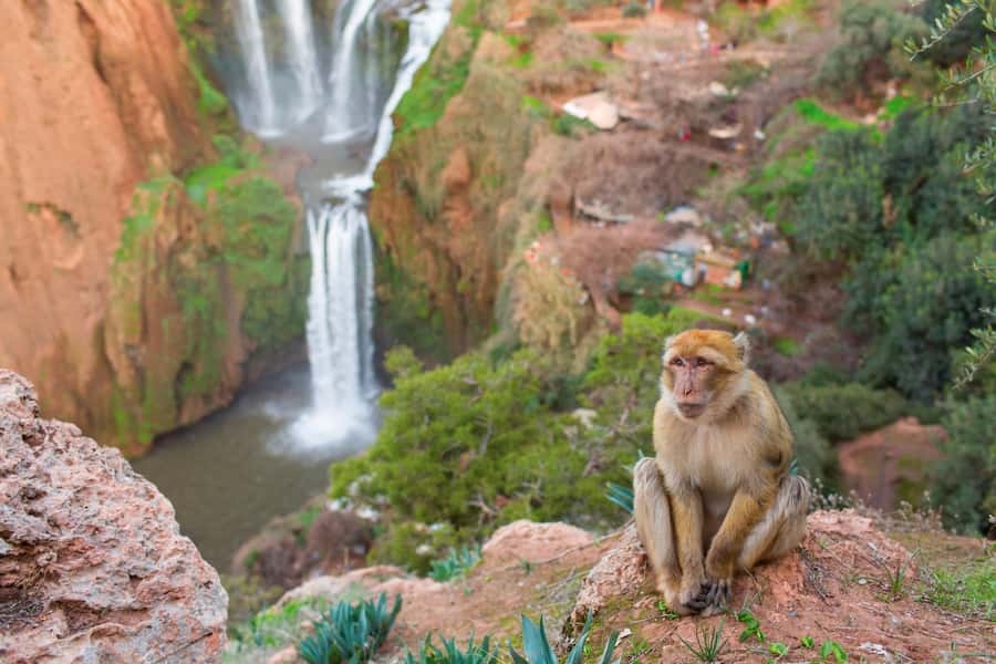 From Marrakech: Ouzoud Waterfalls Guided Tour and Boat Ride - Pickup in Marrakech can shape your morning
