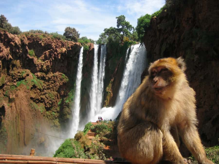 From Marrakech: Ouzoud Waterfalls Local Guided and Boat Ride - Key points to know before booking